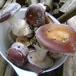 ゲストハウス Rubino Ponte nellʼAlpi