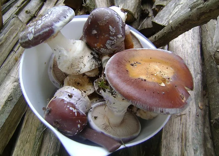 Penzion Rubino Ponte nellʼAlpi