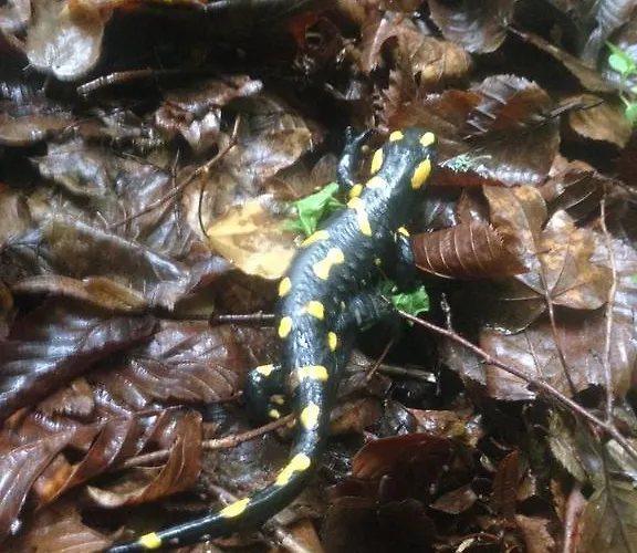 Rubino 3* Ponte nellʼAlpi