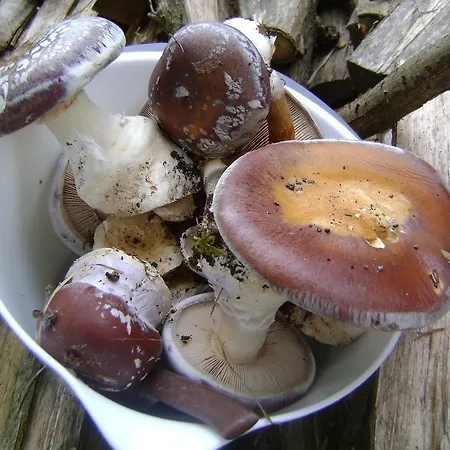 Gasthof Rubino Ponte nellʼAlpi