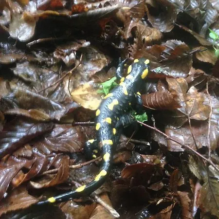 Rubino 3* Ponte nellʼAlpi